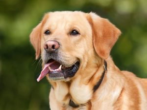 7 Planten die giftig zijn voor honden in Nederland