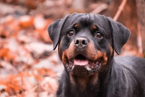 Training en socialisatie tips voor rottweilers