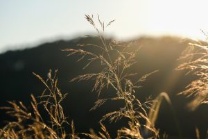 Wildspotten in Nederland